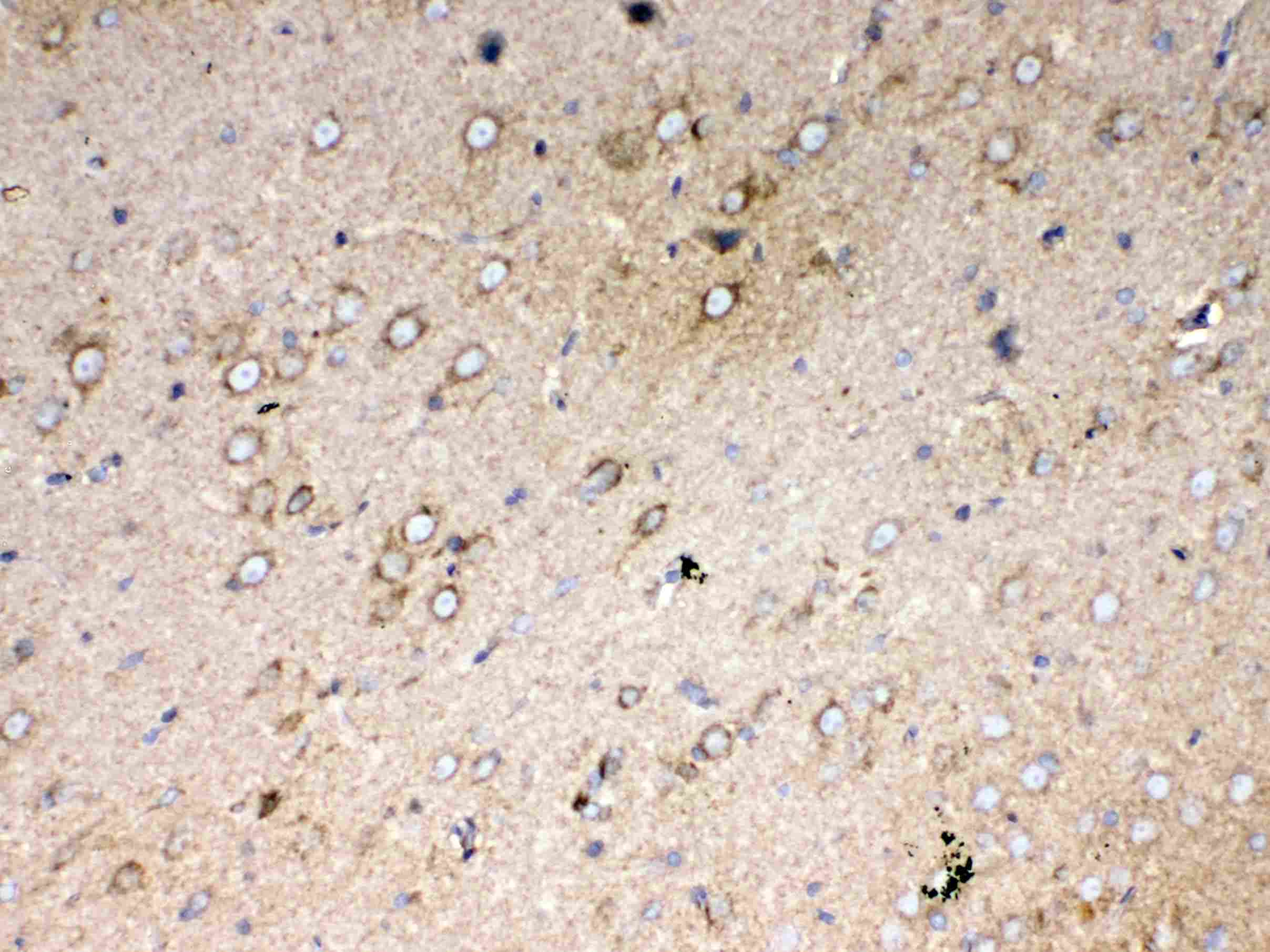 CYCS / Cytochrome c Antibody
