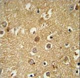 Polyclonal Rabbit anti-Human RAB11FIP2 / Rab11-FIP2 Antibody (aa345-374, IHC, WB)
