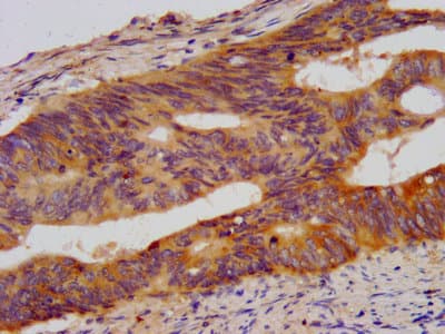 WDR37 Antibody