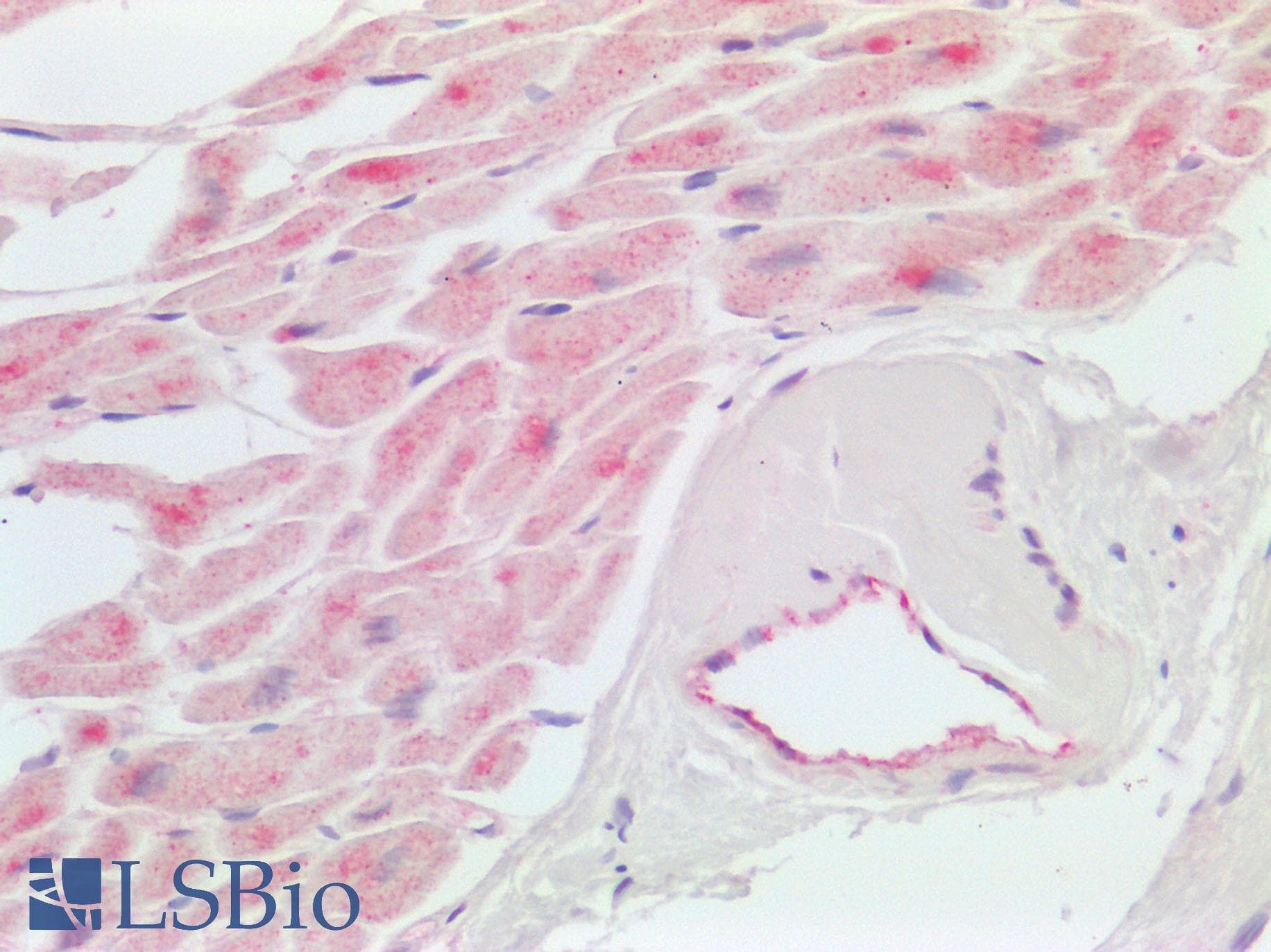 IHC-plus™ AQR Antibody (aa500-550)