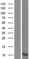 KRTAP17-1 Protein (Over-Expression Lysate Myc-DDK (Flag))