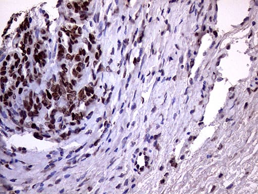 XRN2 Antibody (aa677-779, clone OTI5F4)