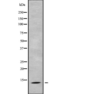 PPP1R1C Antibody