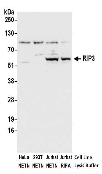 IHC-plus™ Polyclonal Rabbit anti-Human RIPK3 / RIP3 Antibody (aa400-450, IHC, WB)