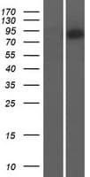 CNNM4 Protein (Over-Expression Lysate Myc-DDK (Flag))