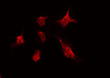 PRKCA / PKC-Alpha Antibody