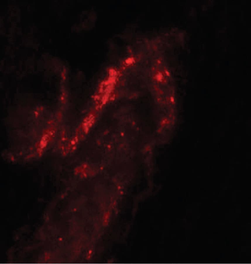 FOXA2 Antibody