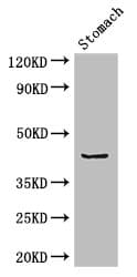 Polyclonal Rabbit anti-Human ADRM1 Antibody (IHC, IF, WB)