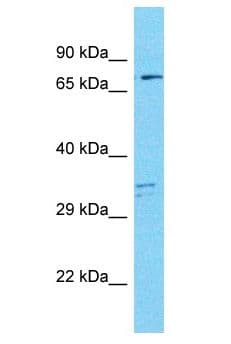MAP9 Antibody (aa255-304)