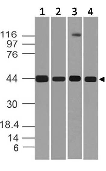 MAPK3 / ERK1 Antibody
