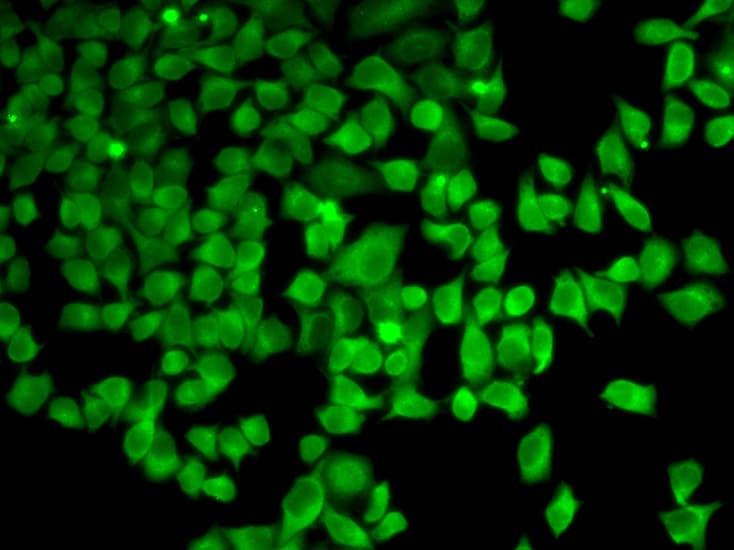PRKAA1 / AMPK Alpha 1 Antibody