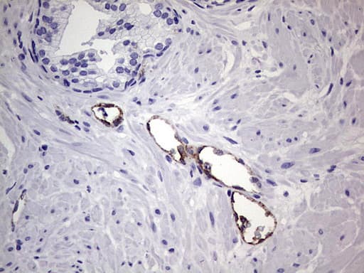 VWF / Von Willebrand Factor Antibody (aa764-1263, clone OTI6C7)