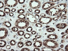SDSL / Serine Dehydratase-Like Antibody (clone OTI1A8)
