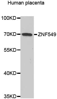 ZNF549 Antibody