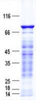 Human DEF6 Protein (Recombinant His, N-Terminal)
