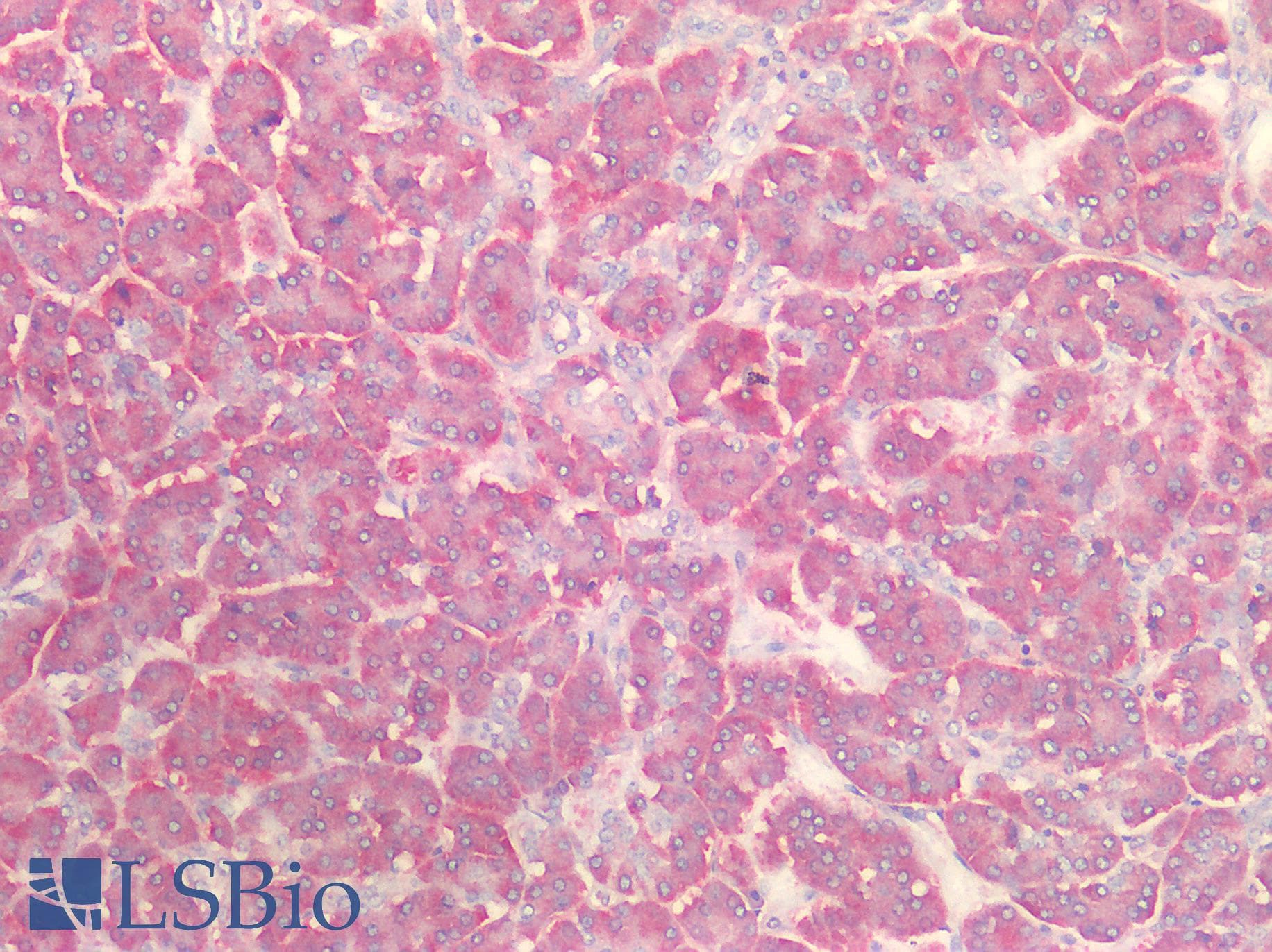 IHC-plus™ ERGIC2 Antibody (aa55-310)
