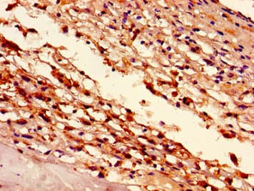 HIST1H1D Antibody