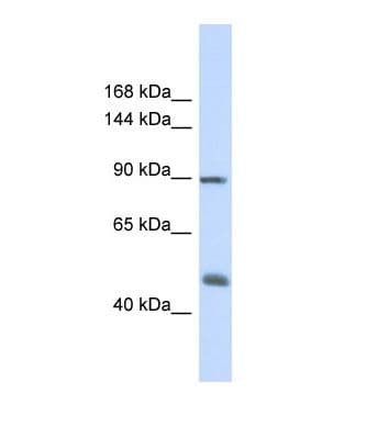 ACTN1 Antibody (aa671-720)