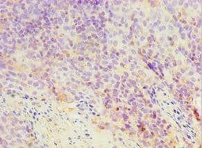 TXN2 / Thioredoxin 2 Antibody (aa1-166)