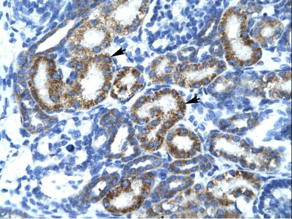 FIZ1 Antibody (aa362-411, FITC)