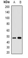 ALG2 Antibody