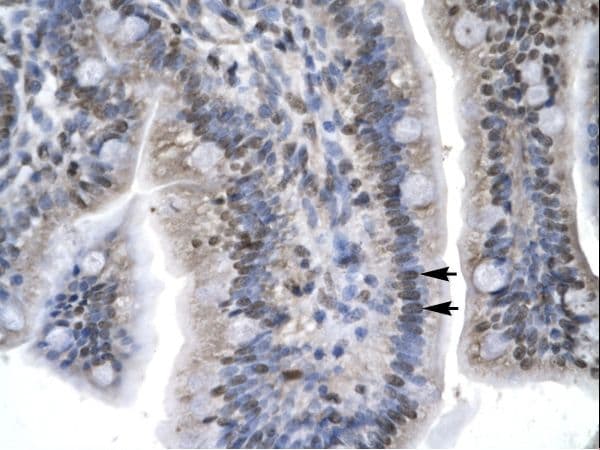 LEF1 Antibody (aa282-331)