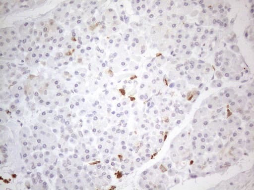 SNRPB2 Antibody (clone OTI2A5, Carrier-free)