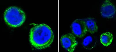 IHC-plus™ AXL Antibody (clone 7E10)