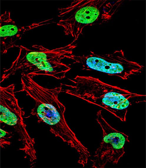 NKX1-1 Antibody (aa230-258)