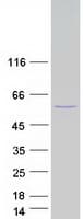 Human CELF2 / CUGBP2 Protein (Recombinant Myc-DDK (Flag))