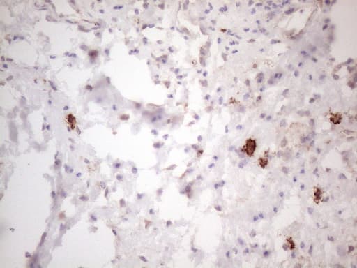 c-Kit / CD117 Antibody (aa27-308, clone OTI1B6)