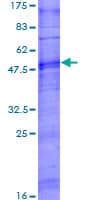 Human OR5T3 Protein (Recombinant GST)
