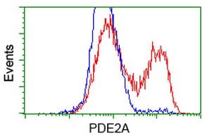 PDE2A Antibody (clone OTI2A5)