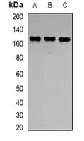 TLR8 Antibody
