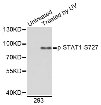 STAT1 Antibody (phospho-Ser727)