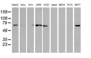 EPN2 Antibody (clone OTI1H3)