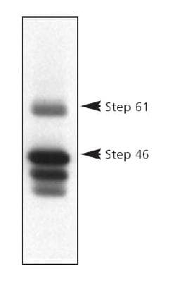 PTPN5 / STEP Antibody (aa57-74, clone 23E5)