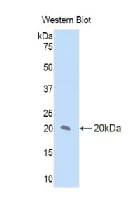 IL17RD Antibody (aa157-299)