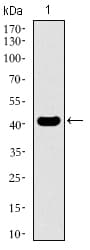 EKLF / KLF1 Antibody (aa208-362, clone 1B6A3)