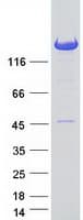 Human PITPNM2 / NIR3 Protein (Recombinant Myc-DDK (Flag))