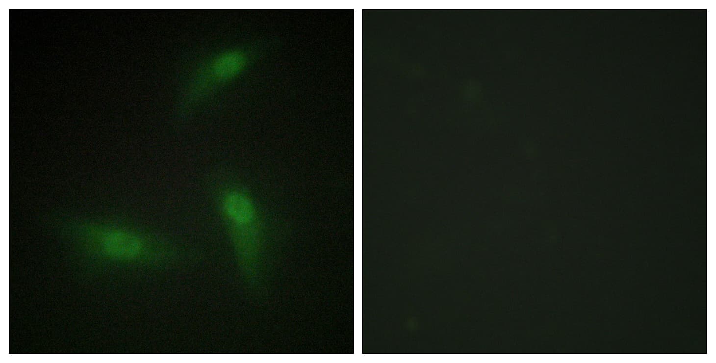 IHC-plus™ HNRPA1 / HnRNP A1 Antibody (aa51-100)