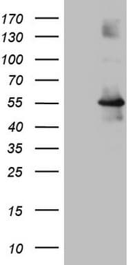 OSGIN2 Antibody (aa1-250, clone OTI5F6)