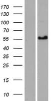 CCDC125 Protein (Over-Expression Lysate Myc-DDK (Flag))