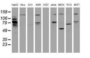 MIPEP Antibody (clone OTI4D11)