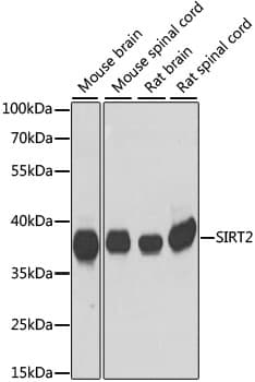 SIRT2 / Sirtuin 2 Antibody