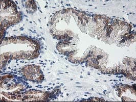 LCMT1 Antibody (clone OTI 1G5)