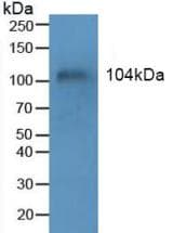 EMA / MUC1 Antibody (aa1034-1151, APC)