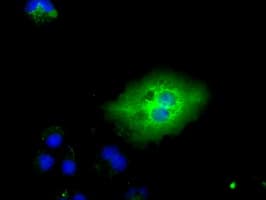 KIAA0153 / TTLL12 Antibody (clone OTI4E3, Carrier-free)