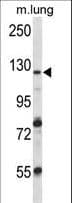 VPS54 Antibody (aa465-491)