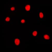 MORF4L1 / MRG15 Antibody (Internal)